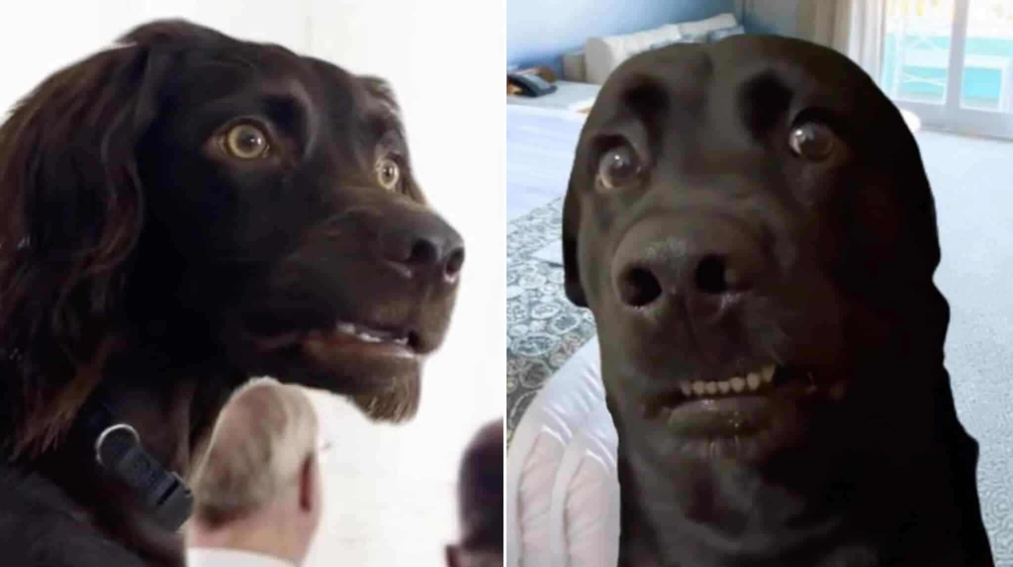 Confused dog